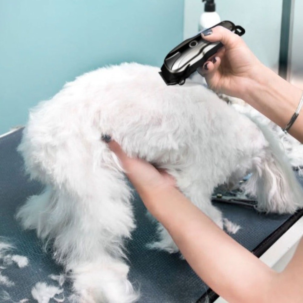 Tondeuse électrique universell - Cordless Dog Clippers Low Noise Grooming avis et prix
